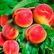 Саджанець Персик колоновидний Тотем садовода